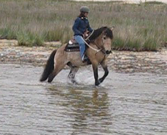 American Bashkir Curly Horse